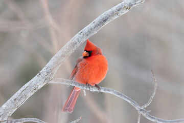 Male northern cardinal Cardinalis cardinalis perched on a branch in winter