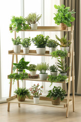 plant in the kitchen