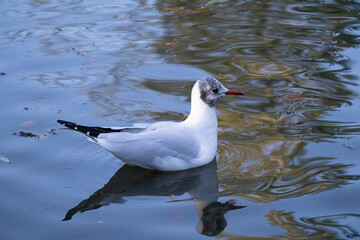 A black headed Gull (seagull) walking on the colourful water with reflection on the water. Scotland.