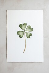 Green four-leaf clover gently placed on textured white paper background, nature composition