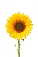 Obraz premium there is a yellow sunflower with a stem and a green stem
