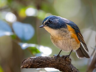 Fototapeta premium 森の中で枯れ木に留まって周りを見渡しているルリビタキの雄