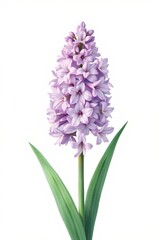 Fototapeta premium there is a purple flower with green leaves on a white background