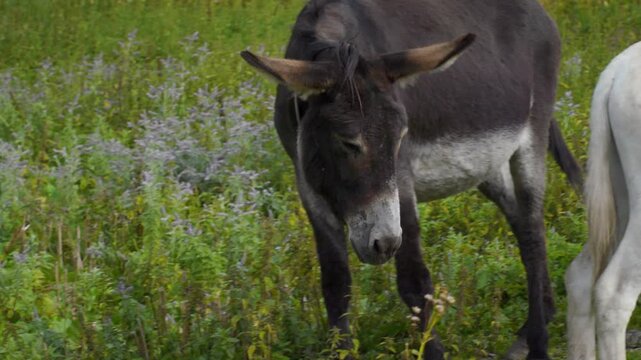 Two donkeys together