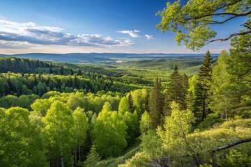Lush green forest valley landscape at sunset.