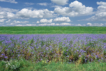 field with scorpionweed  resp.Phacelia tanacetifolia,Rhineland,Germany