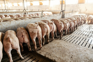 Many hungry pigs eat greedily, pushing around the trough at pen.