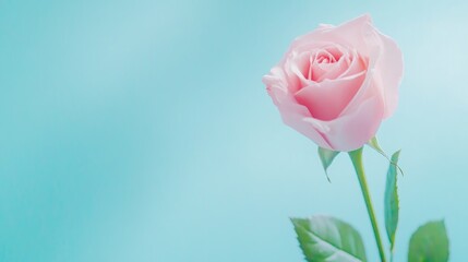 Fototapeta premium Single Pink Rose Against A Serene Blue Backdrop