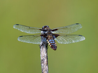 Aged Female Broad-bodied Chaser Dragonfly