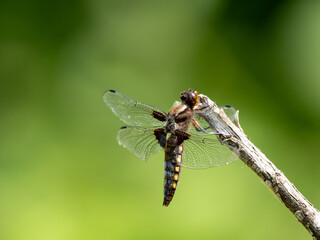 Aged Female Broad-bodied Chaser Dragonfly
