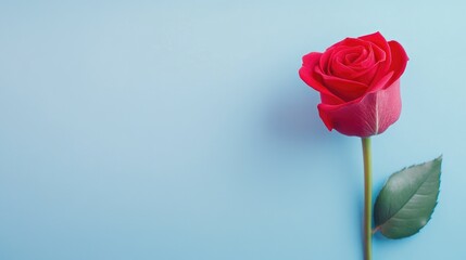 Fototapeta premium Vivid Single Rose On Soothing Blue Background