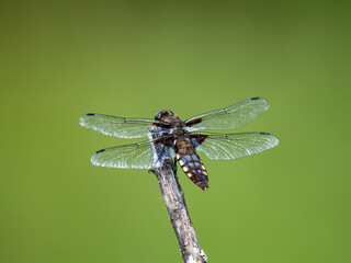 Aged Female Broad-bodied Chaser Dragonfly