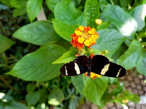 Exotic butterfly on orange yellow flower Eleuchia Longwing tropical Longwing Butterfly Passionsblumenfalter