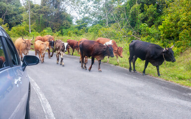Cows leisurely walking by car along a rural road, surrounded by lush greenery. The tranquil scene ,...
