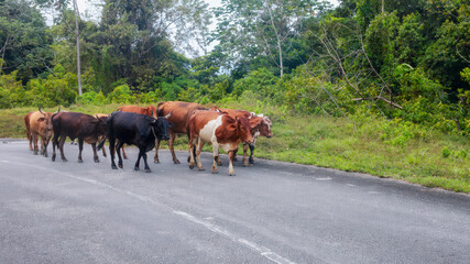 A herd of cows leisurely walking along a rural road, surrounded by lush greenery. The tranquil...