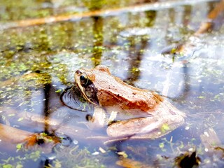 Amphibienwanderung zum Laichgewässer, gefährliche Wanderung und Überlebenskampf für Frösche,...