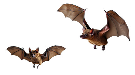 Fototapeta premium bat (png)
