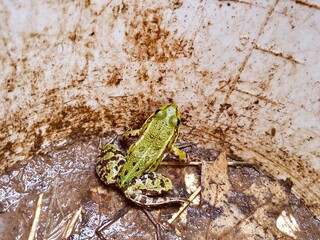 Frosch in Eimer am Krötenschutzzaun, Amphibienschutz und Naturschutz während der Krötenwanderung