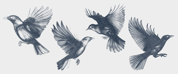 Set of birds with a retro photocopy effect. A grunge-punk texture for creating collages. The effect of grain and dotted lines. Vector.