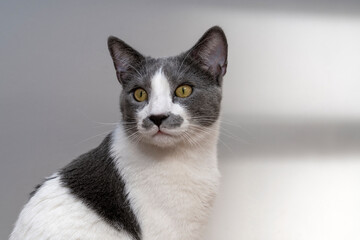 Cat with bright yellow, green  eyes looking curious, modern minimalistic background, cat pet portrait studio room with abstract light shadow reflection. cat lovers, ownership, friendship, pet theme.