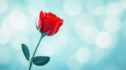 Obraz premium Close-Up Of A Vibrant Red Rose With Aqua-Toned Bokeh.