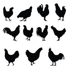 set of chicken silhouettes. Chicken black silhouette. silhouette vector of chicken. Different types of hen silhouettes. Pet poultry silhouettes and icons.