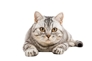 Charming American Shorthair Cat Expression Isolated on Transparent Background