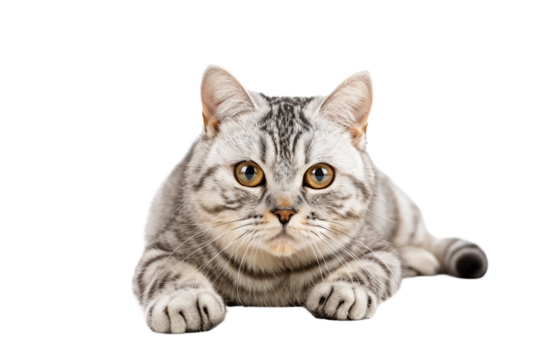 Charming American Shorthair Cat Expression Isolated on Transparent Background