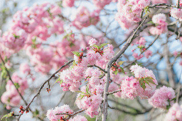 Pink flowers on blooming almond bush. Spring nature concept. Selective focus