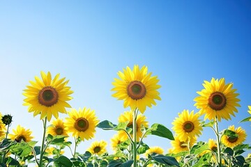 Fototapeta premium Sunflowers in a field under a bright blue sky