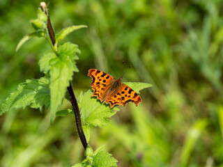 Obraz premium Comma Butterfly Resting. Wings Open.