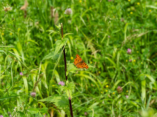 Comma Butterfly Resting. Wings Open.