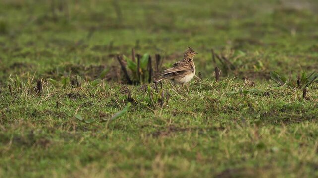 A Eurasian skylark (Alauda arvensis) walking through a meadow and shaking its feathers