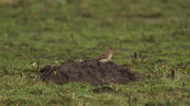 A Eurasian skylark (Alauda arvensis) standing on a molehill