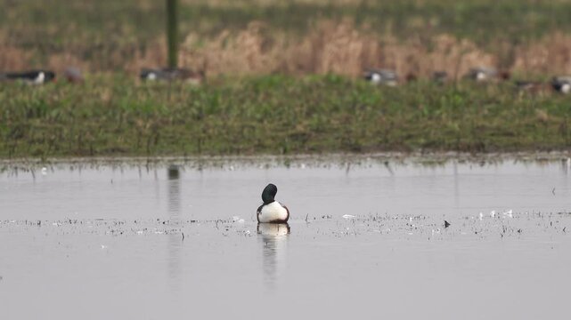A male northern shoveler or northern shoveller (Spatula clypeata) preening its feathers