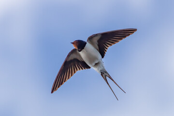 Barn swallow