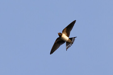 Barn swallow