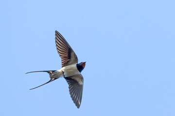 Barn swallow
