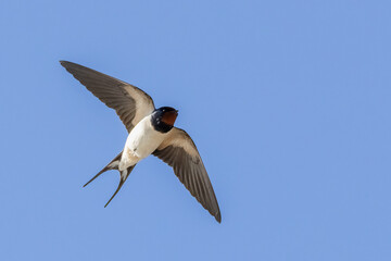 Barn swallow