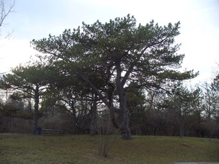 Majestic Pine Tree Standing Tall