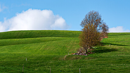 A beautiful Quebec crop field