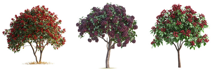 Set of a tree with red berries, Elderberrie with trees isolated on a transparent background