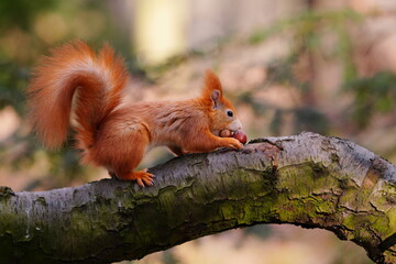 A cute european red squirrel sits on a tree and eats hazelnuts.  Sciurus vulgaris