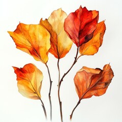 Autumn leaves, watercolor painting, white background, nature art, for design