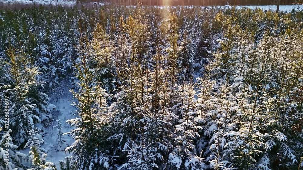 Poster snow-covered pine forest with sunlight filtering through the trees