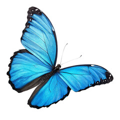 Blue Morpho Butterfly High-Resolution Image, Isolated on Transparent Background, Wings Spread, Insect, Nature, Morpho, Butterfly, Insect