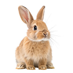 Fototapeta premium Cute Bunny Rabbit, Full Body Shot, Isolated on Transparent Background, Easter, Pet, Rabbit, Bunny, Animal