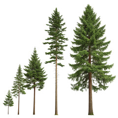 Fototapeta premium Five Evergreen Trees Growth Stages Isolated on Transparent Background, PNG, Nature, Forest, Conifer, Spruce, Pine
