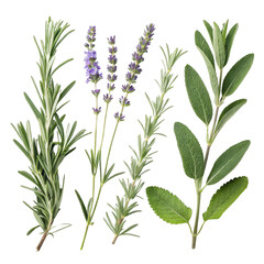 Fototapeta premium Rosemary, Lavender, Sage Herbs Composition Isolated on Transparent Background, Herbs, Botanical Illustration, Culinary Herbs, Herbs, Botanical, Culinary