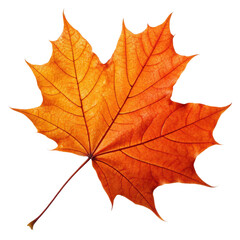 Obraz premium Single Orange Maple Leaf, Isolated on Transparent Background, Autumn Foliage, High-Resolution Image, Autumn, Leaf, Maple